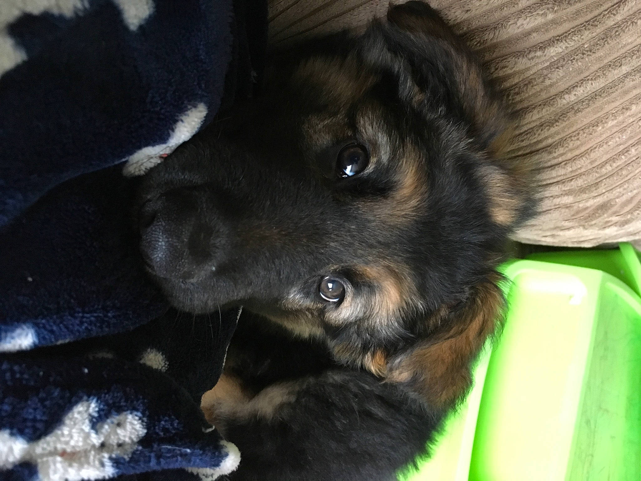 Zeus joined the competition — help win amazing prizes! borador, canidae, carnivore, companion_dog, dog, dog_breed, dog_supply, fur, gun_dog, liver, pet_supply, puppy, small_greek_domestic_dog, sporting_group, whiskers, working_animal, working_dog