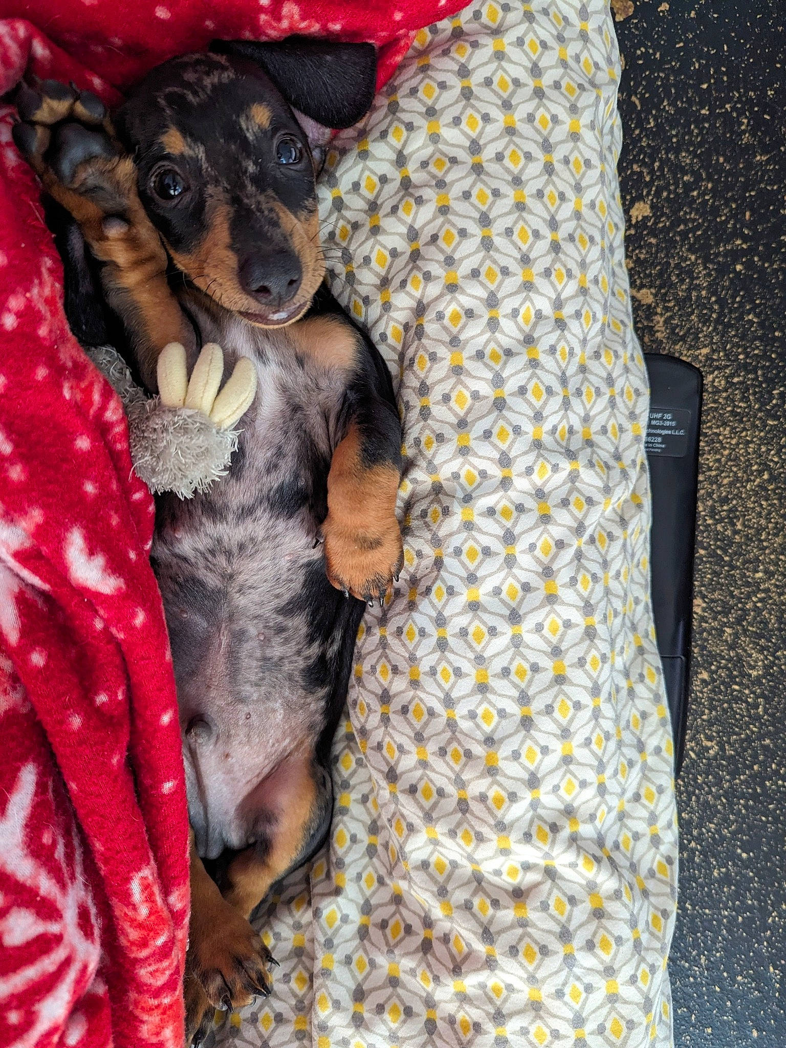 Chief is registered to the contest to win money with this photo: canidae, carnivore, chihuahua, comfort, companion_dog, dog, dog_breed, dog_supply, fawn, fur, guard_dog, montenegrin_mountain_hound, pattern, pinscher, prazsky_krysarik, snout, sporting_group, toy_dog, working_animal, working_dog