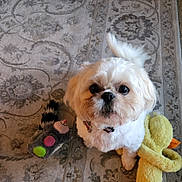 Daisy joined the competition — help win amazing prizes! animal, carpet, collar, companion, cute, dog, domestic, duck_toy, floor, fluffy, fur, indoor, looking_up, pet, playful, plush_toy, raccoon_toy, small_dog, toy, white_dog
