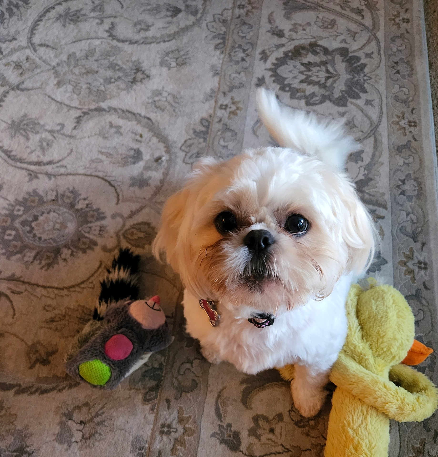 Daisy joined the competition — help win amazing prizes! animal, carpet, collar, companion, cute, dog, domestic, duck_toy, floor, fluffy, fur, indoor, looking_up, pet, playful, plush_toy, raccoon_toy, small_dog, toy, white_dog