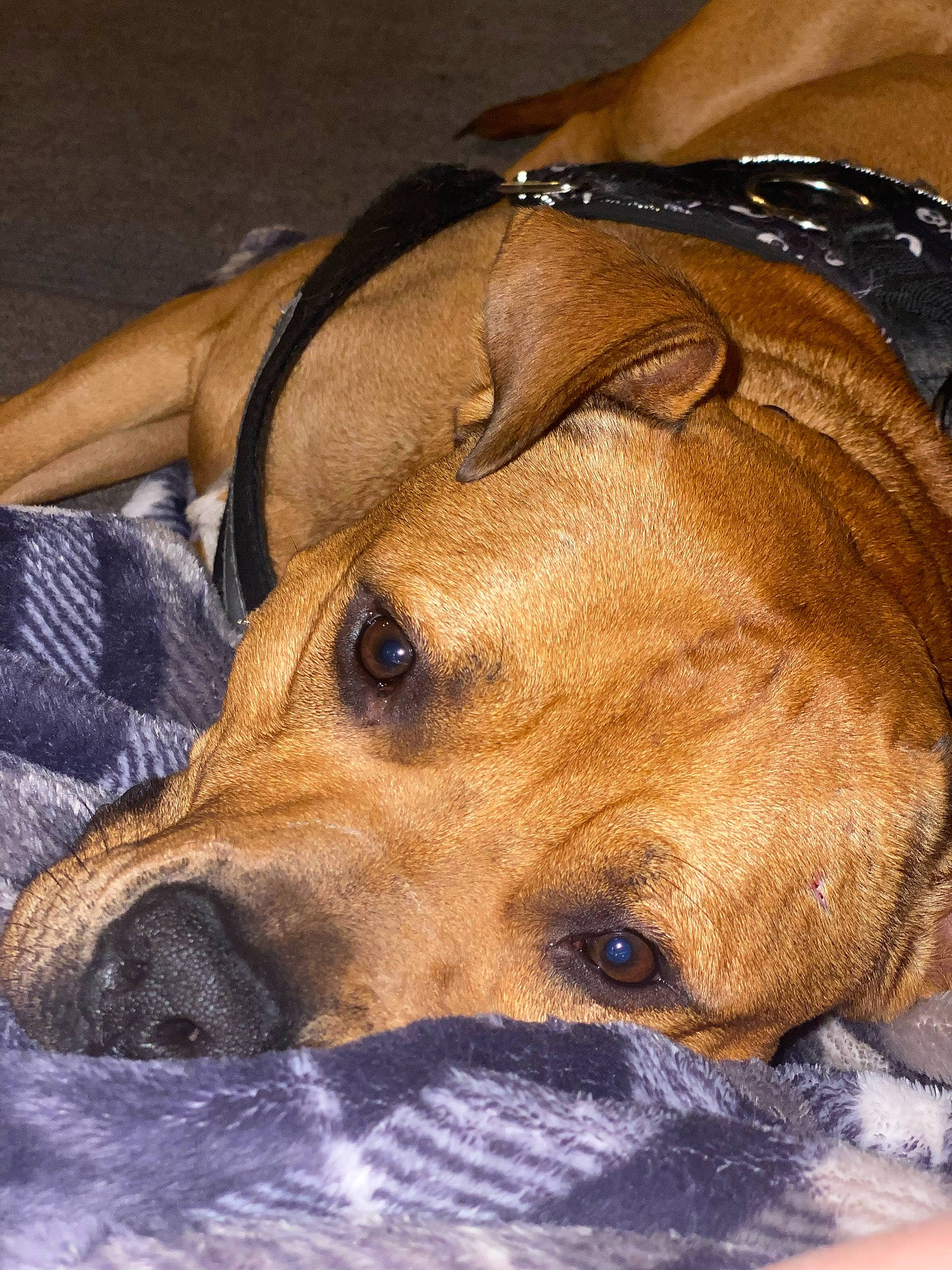 Herman joined the competition — help win amazing prizes! canidae, carnivore, comfort, companion_dog, dog, dog_breed, fawn, liver, mammal, snout, sporting_group, tan, vertebrate, whiskers, working_animal, working_dog