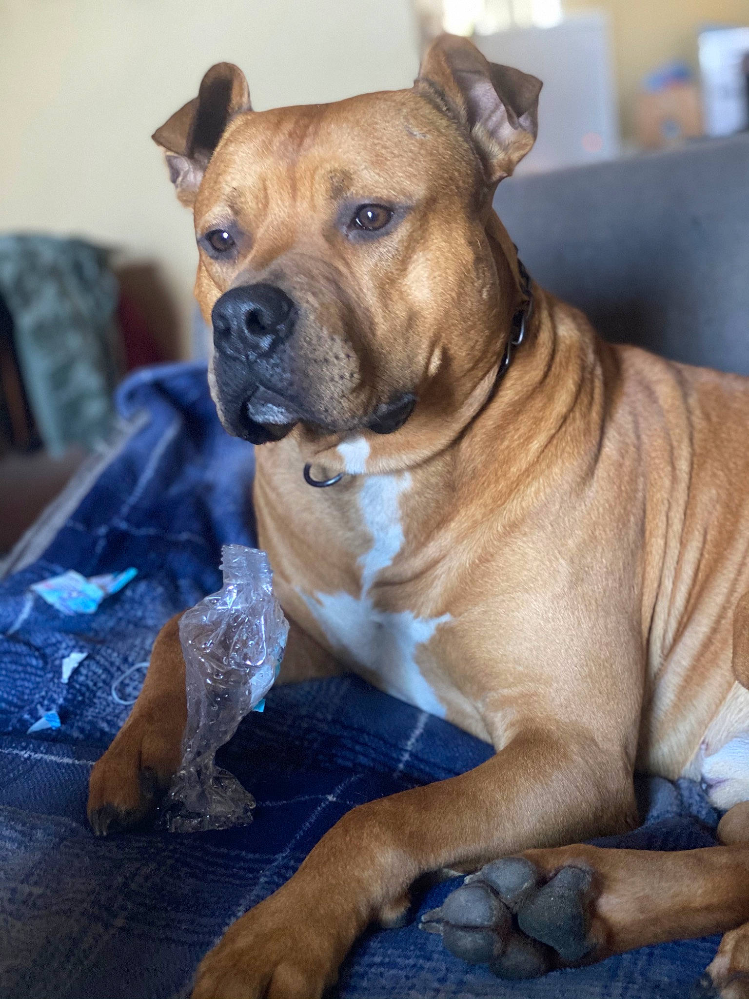 Herman joined the competition — help win amazing prizes! canidae, carnivore, collar, companion_dog, couch, dog, dog_breed, dog_supply, fawn, home_accessories, linens, liver, mat, paw, pet_supply, shelf, snout, whiskers, working_animal, working_dog