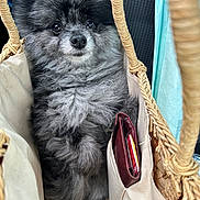 Desmond is registered to the contest to win money with this photo: dog, pomeranian, fluffy, basket, bag, wallet, card, fur, pet, cute, small_dog, animal, indoor, closeup, curious, sitting, paws, brown, black, gray