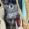 dog, pomeranian, fluffy, basket, bag, wallet, card, fur, pet, cute, small_dog, animal, indoor, closeup, curious, sitting, paws, brown, black, gray