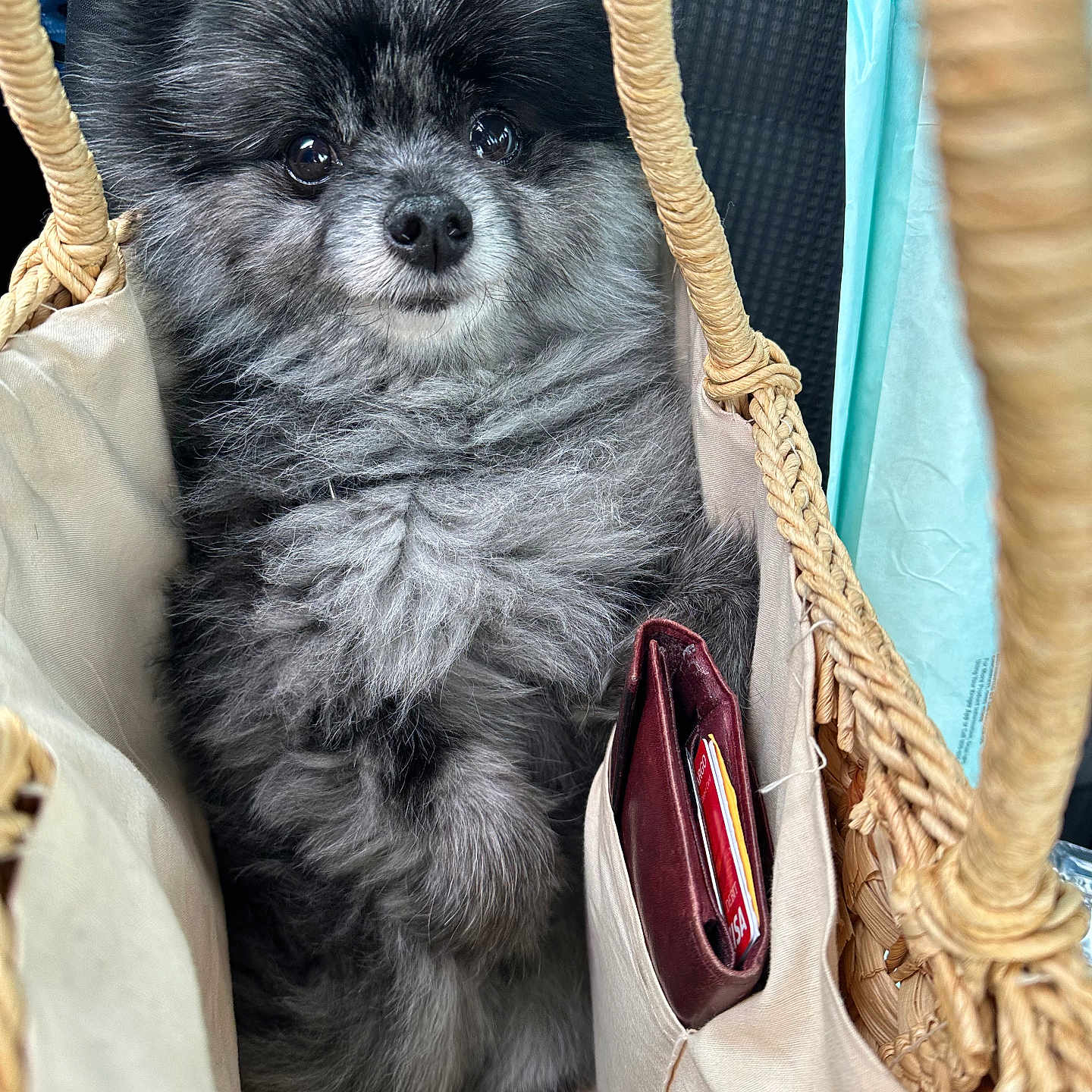 Desmond is registered to the contest to win money with this photo: dog, pomeranian, fluffy, basket, bag, wallet, card, fur, pet, cute, small_dog, animal, indoor, closeup, curious, sitting, paws, brown, black, gray