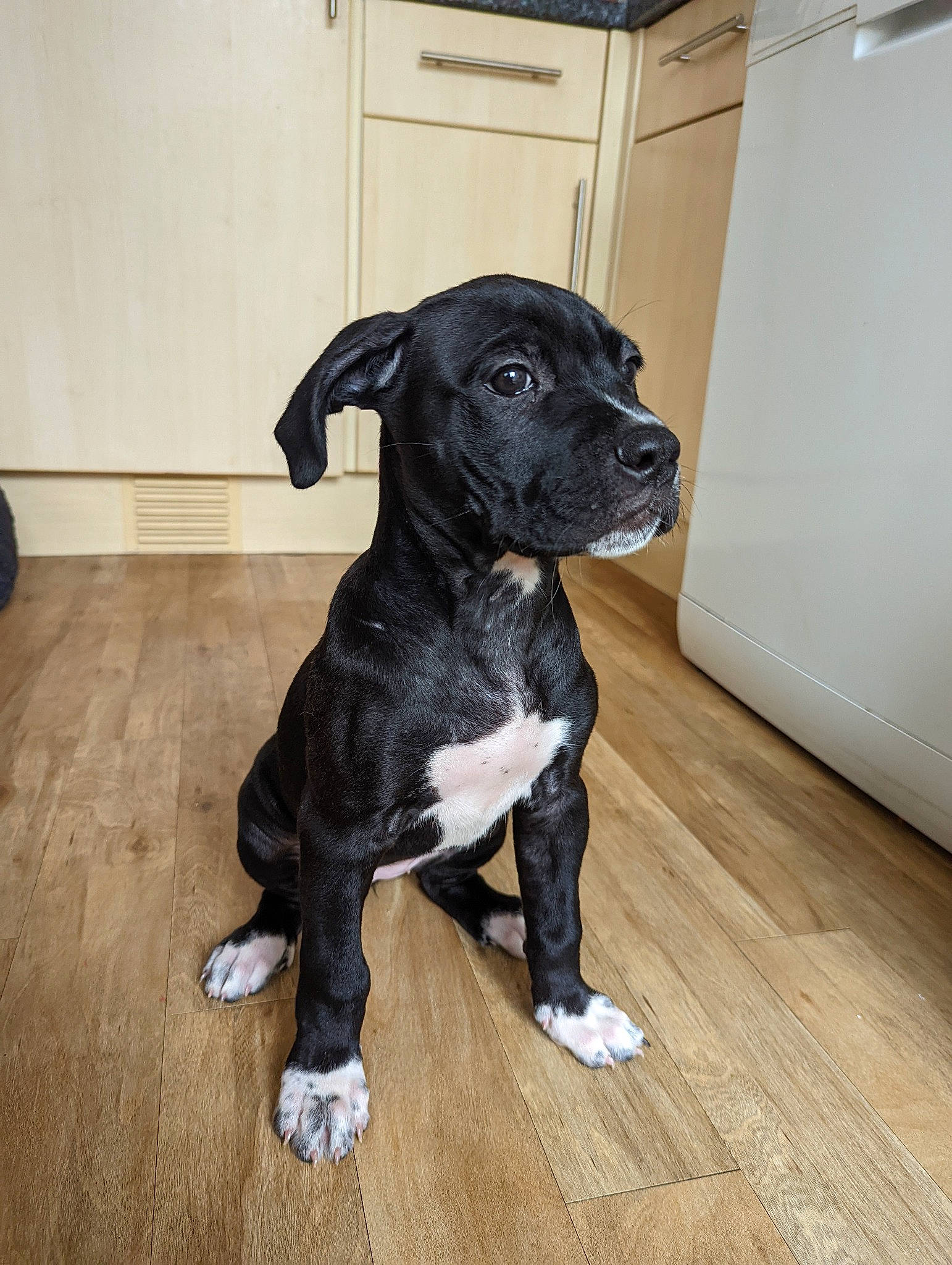 Lana is registered to the contest to win money with this photo: borador, canidae, carnivore, companion_dog, dog, dog_breed, fawn, flooring, fur, hardwood, laminate_flooring, puppy, snout, sporting_group, tail, terrestrial_animal, whiskers, wood, wood_flooring, working_animal