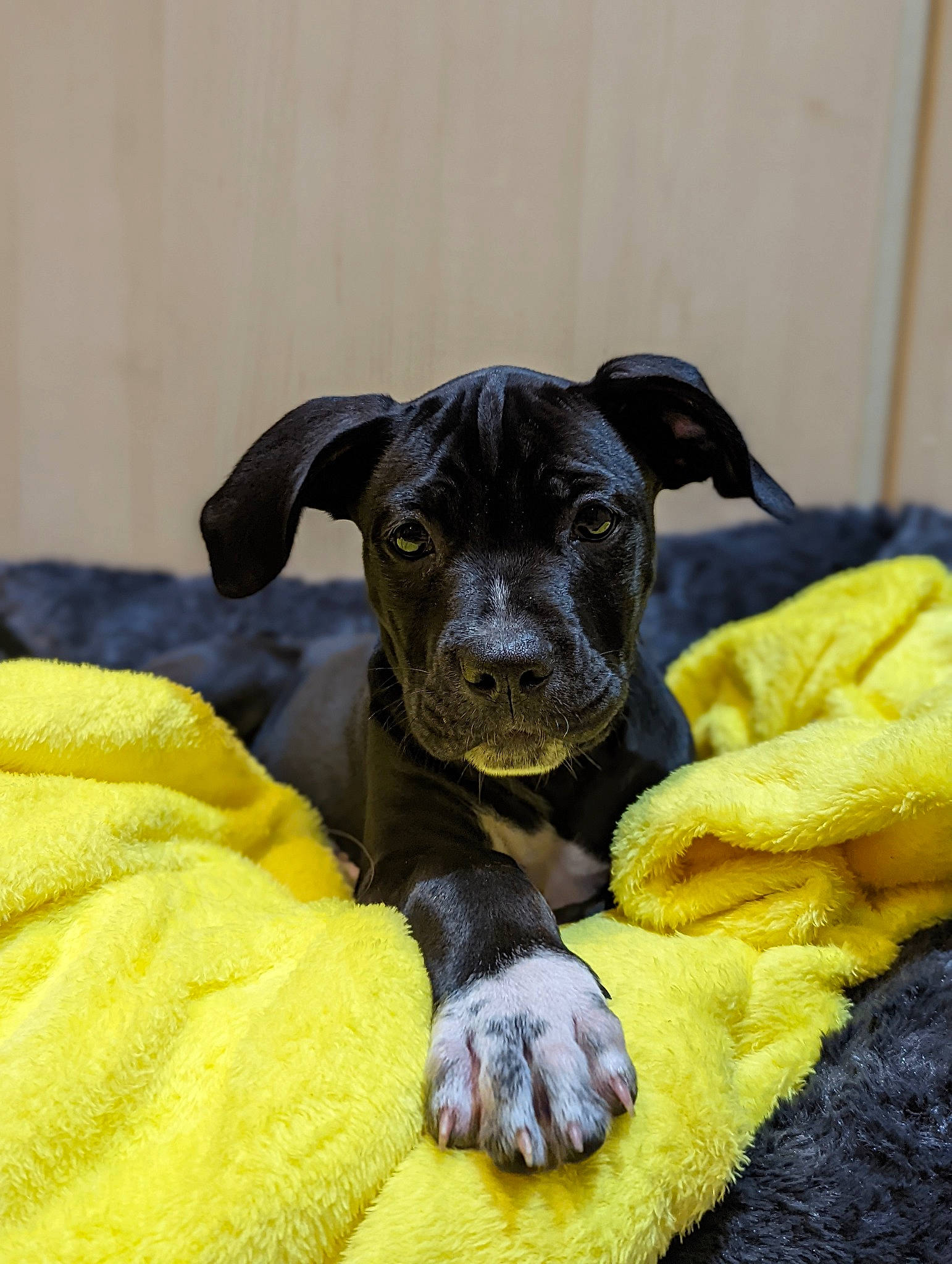 Lana is registered to the contest to win money with this photo: canidae, carnivore, comfort, companion_dog, dog, dog_breed, fawn, pet_supply, snout, sporting_group, terrestrial_animal, toy_dog, working_animal