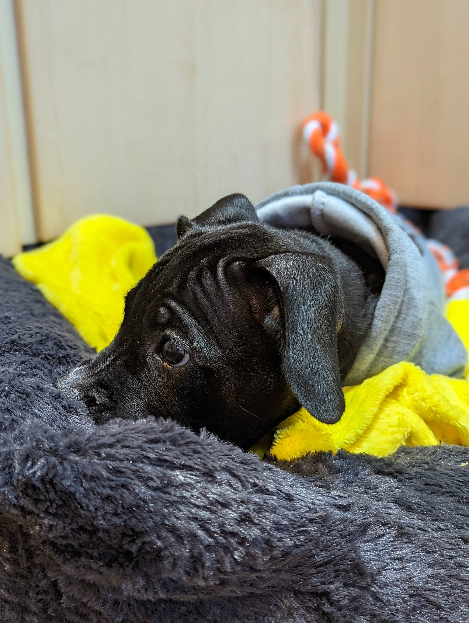 Lana is registered to the contest to win money with this photo: bovine, canidae, carmine, comfort, dog_breed, fur, grass, grey, hat, horn, nap, snout, soil, sporting_group, terrestrial_animal, toy, tradition, wildlife, working_animal, wrinkle