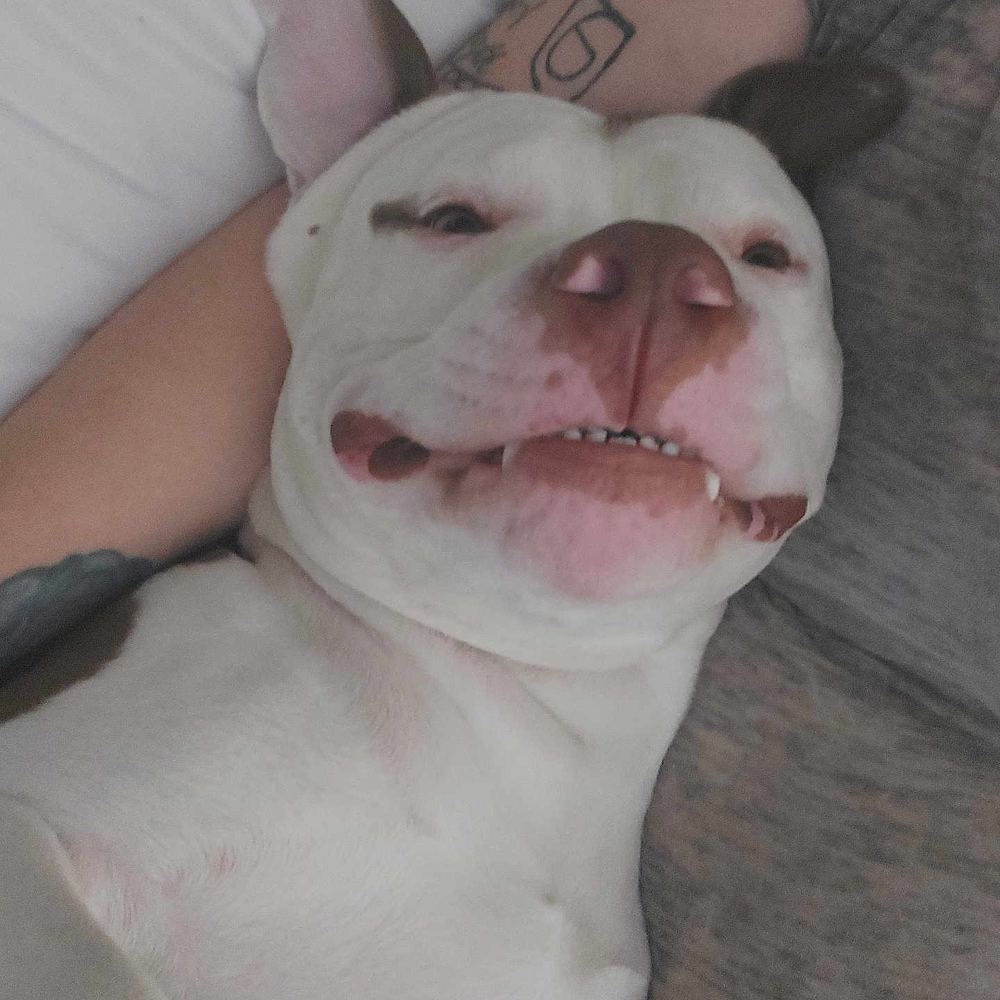 Apollo joined the competition — help win amazing prizes! animal, bodypart, boxer, bulldog, canine, dog, face, frenchbulldog, head, mouth, person, pet, photography, pitbull, portrait, puppy, skin, sleeping, tattoo, teeth