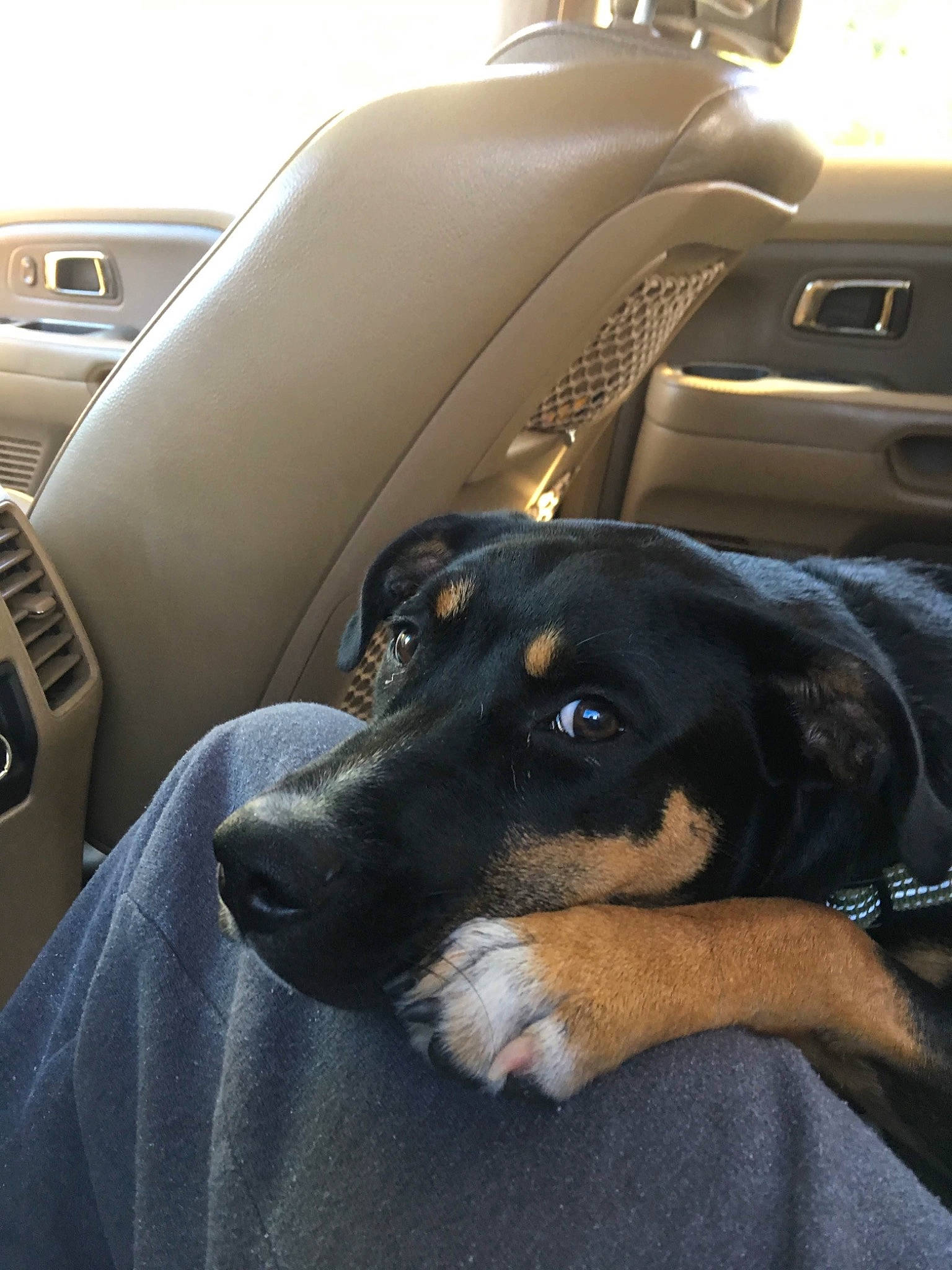 Gwynn joined the competition — help win amazing prizes! auto_part, automotive_design, automotive_exterior, automotive_lighting, car, car_seat, car_seat_cover, carnivore, comfort, companion_dog, dog, family_car, motor_vehicle, personal_luxury_car, steering_wheel, tints_and_shades, vehicle, vehicle_door, vertebrate, window