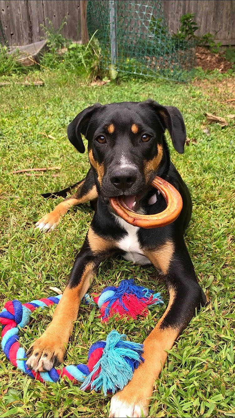 Gwynn joined the competition — help win amazing prizes! austrian_black_and_tan_hound, canidae, carnivore, companion_dog, dog, dog_breed, fawn, grass, guard_dog, happy, hound, hunting_dog, lithuanian_hound, people_in_nature, plant, sporting_group, toy_dog, working_animal, working_dog, wrist