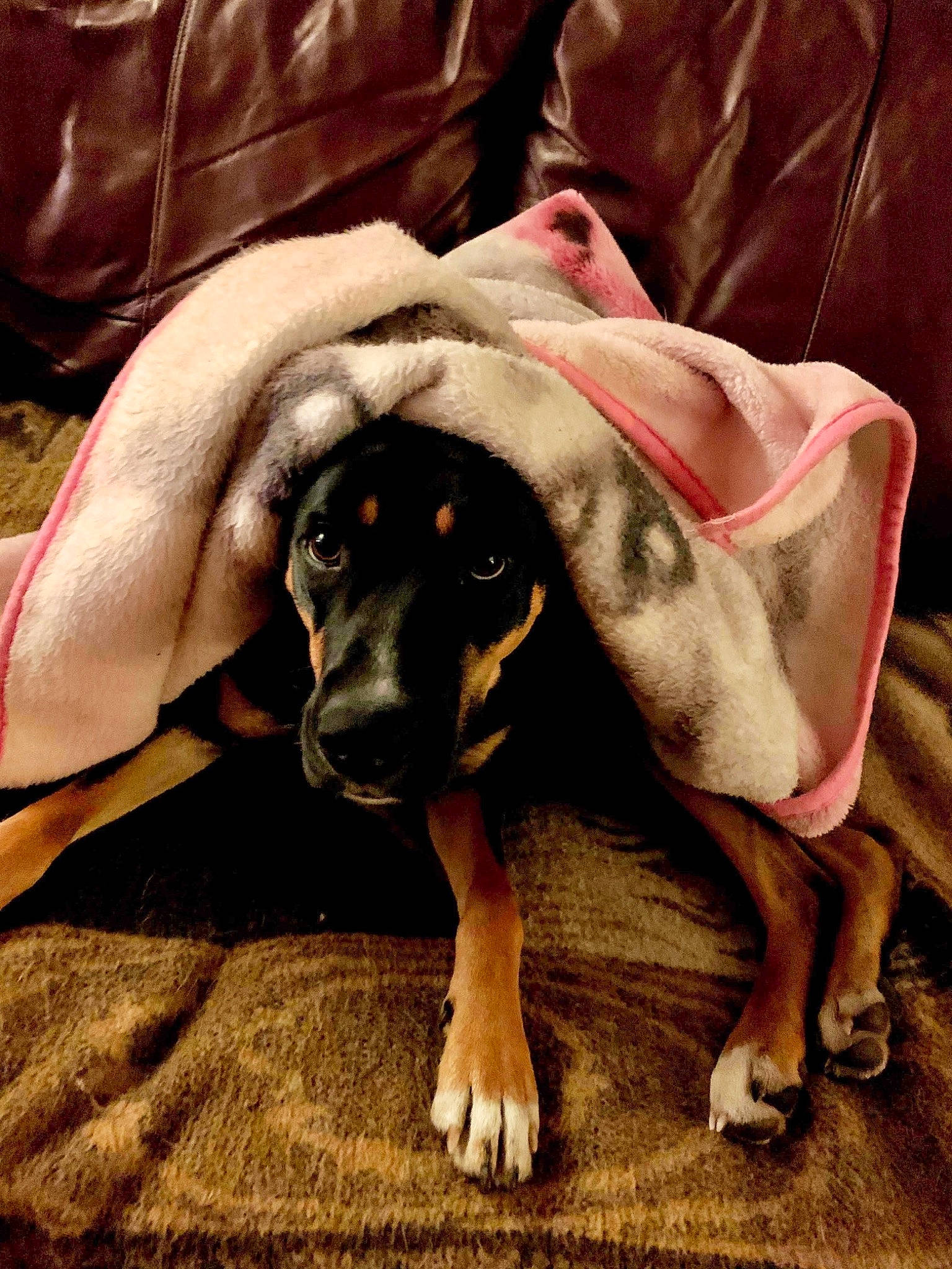 Gwynn is registered to the contest to win money with this photo: canidae, carnivore, comfort, companion_dog, dog, dog_breed, dog_supply, eyewear, fawn, flash_photography, fur, guard_dog, happy, paw, sitting, snout, sporting_group, sunglasses, toy_dog, working_animal