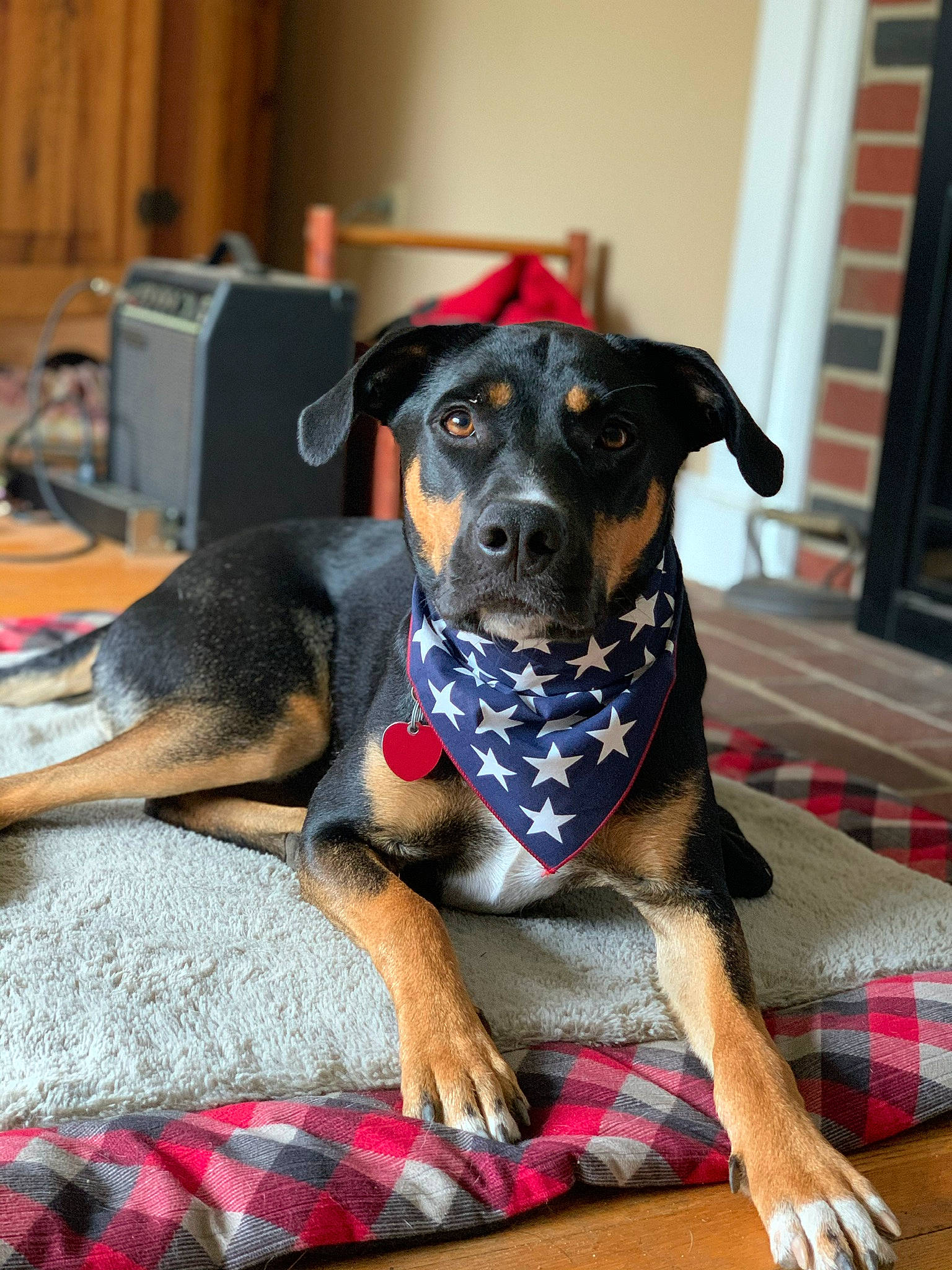 Gwynn joined the competition — help win amazing prizes! canidae, carnivore, collar, companion_dog, dog, dog_breed, dog_supply, fawn, flooring, fur, guard_dog, hunting_dog, pet_supply, plaid, puppy, snout, sporting_group, tartan, working_animal, working_dog
