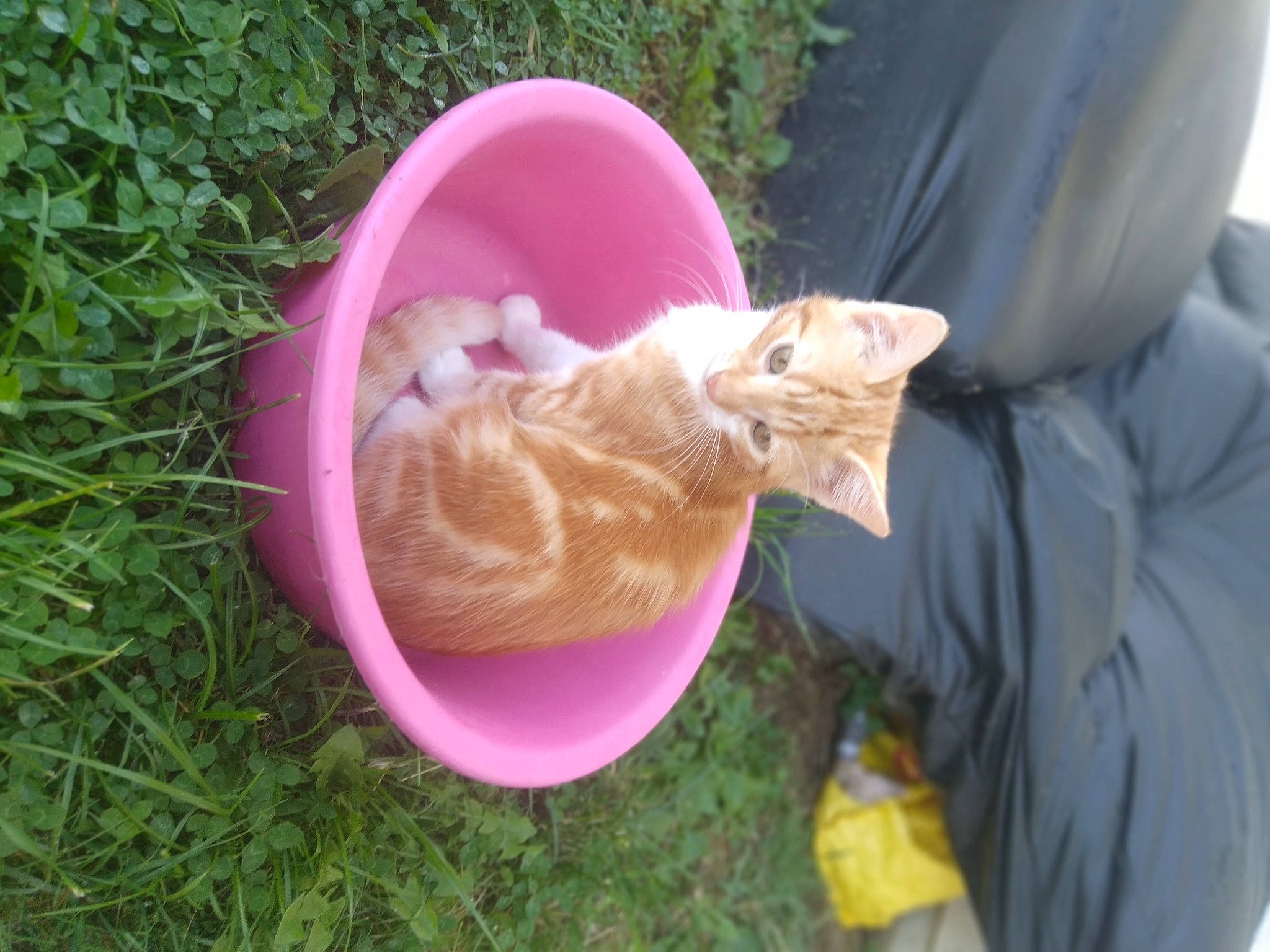 Caramel a rejoint le concours — aidez-le/la à gagner de superbes lots ! canidae, carnivore, cat, comfort, companion_dog, domestic_short_haired_cat, fawn, felidae, fur, grass, magenta, pet_supply, plant, sleeve, small_to_medium_sized_cats, sporting_group, tail, whiskers, wildlife, wood