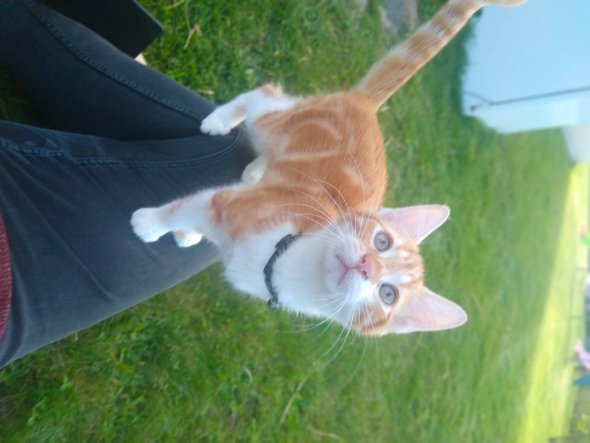 Caramel participe au concours pour gagner de l'argent avec cette photo : art, canidae, carnivore, cat, companion_dog, dog_breed, domestic_short_haired_cat, felidae, fur, grass, paw, plant, small_to_medium_sized_cats, snout, tail, toy, whiskers, wildlife, wood