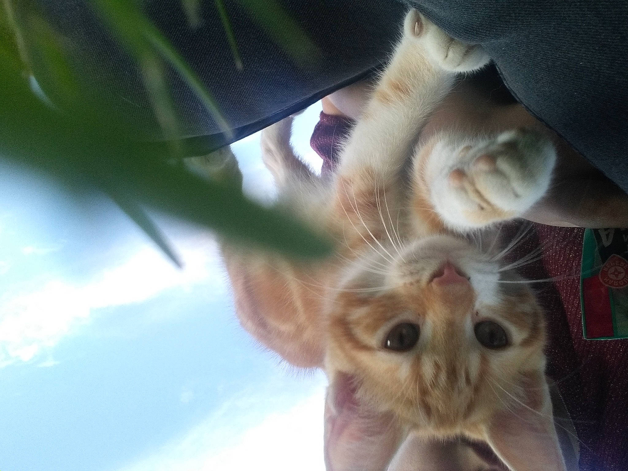 Caramel a rejoint le concours — aidez-le/la à gagner de superbes lots ! canidae, carnivore, cat, claw, cloud, domestic_short_haired_cat, ear, fawn, felidae, fur, gesture, grass, paw, plant, sky, small_to_medium_sized_cats, snout, tail, tree, whiskers