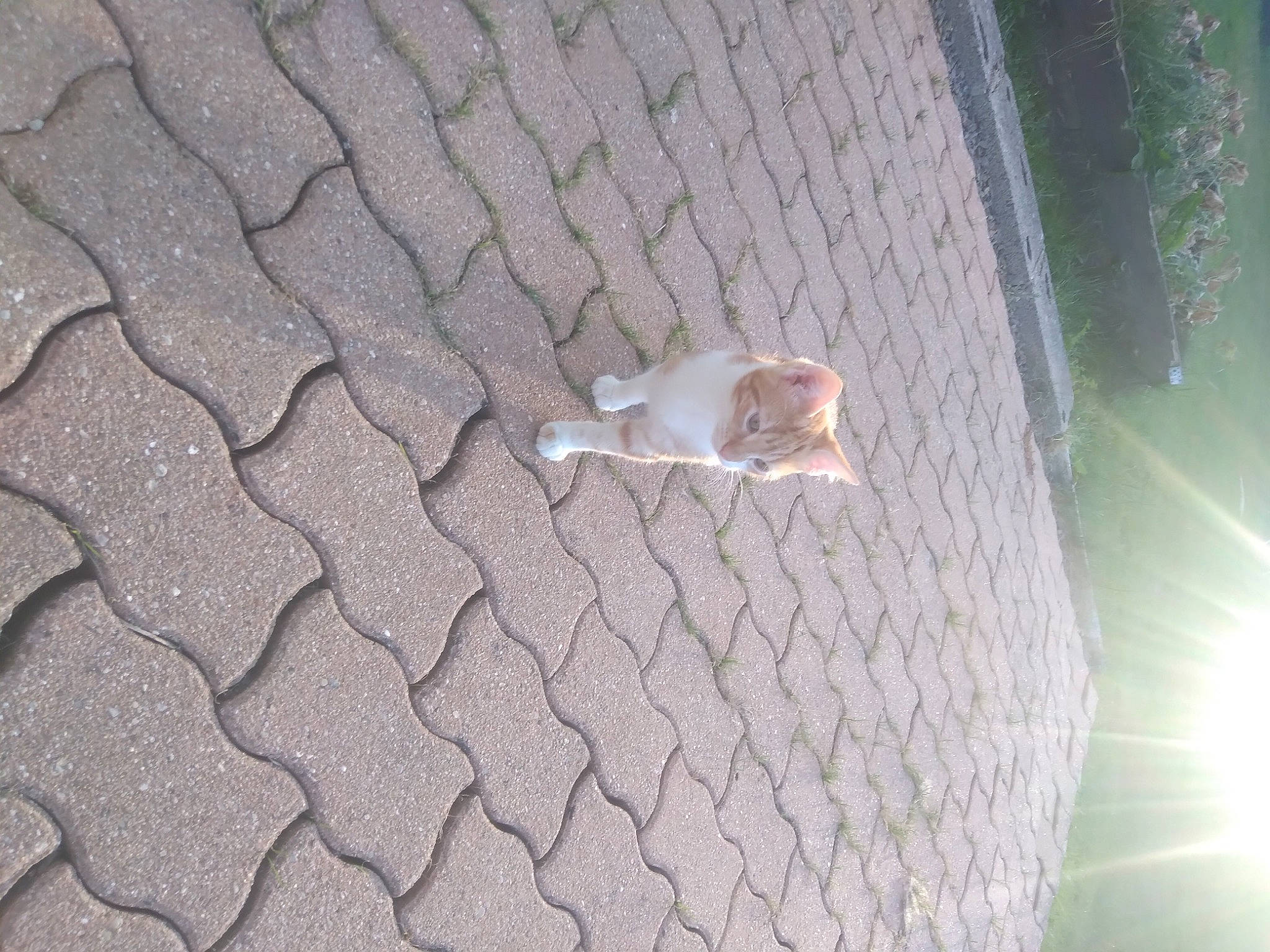 Caramel a rejoint le concours — aidez-le/la à gagner de superbes lots ! brick, brickwork, carnivore, cat, concrete, fawn, felidae, flagstone, flooring, grey, mesh, metal, pattern, plant, road_surface, roof, small_to_medium_sized_cats, tail, wall, wood