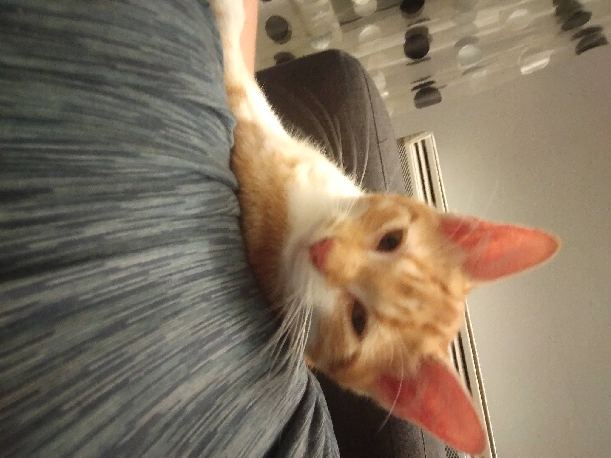 Uta. participe au concours pour gagner de l'argent avec cette photo : carnivore, cat, claw, comfort, domestic_short_haired_cat, ear, fawn, felidae, fur, gesture, paw, room, small_to_medium_sized_cats, snout, tail, whiskers