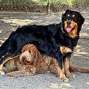Moose joined the competition — help win amazing prizes! animal, black_dog, brown_dog, canine, companions, dirt, dog, dogs, fence, friendly, fur, happy, nature, outdoor, pet, playful, resting, shade, sunlight, tongue_out