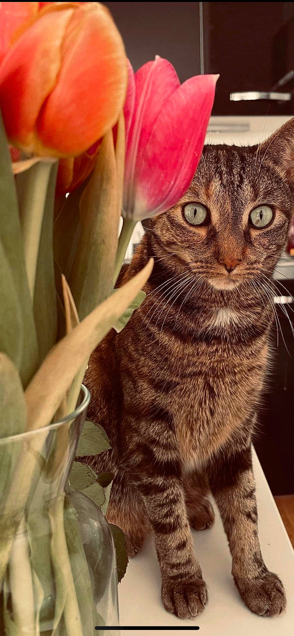 ève a rejoint le concours — aidez-le/la à gagner de superbes lots ! carnivore, cat, claw, domestic_short_haired_cat, felidae, flower, flowering_plant, fur, grass, iris, lily_family, paw, petal, photo_caption, plant, small_to_medium_sized_cats, snout, tail, terrestrial_animal, whiskers