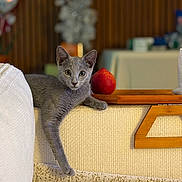 Dexter is registered to the contest to win money with this photo: cat, gray_cat, couch, furniture, indoor, relaxed, paw, wooden_tray, fruit, red, blurred_background, home, pet, animal, cozy, curious, feline, domestic, resting, comfortable