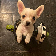 Churro is registered to the contest to win money with this photo: puppy, dog, ceramic, mug, cactus, soccer_ball, floor, cute, small, pet, animal, indoor, white_fur, black_nose, ears, curious, closeup, adorable, container, toy
