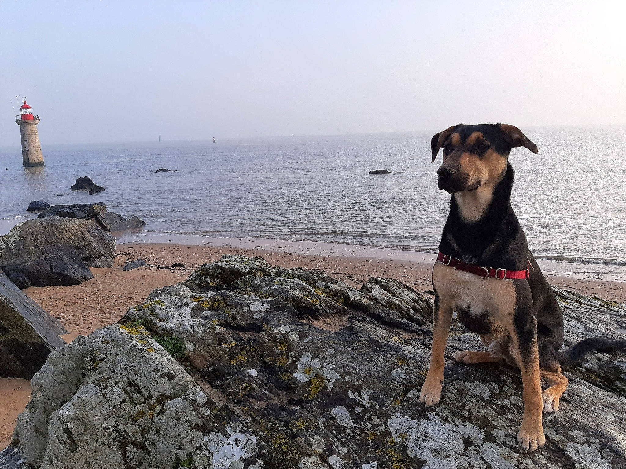 Ades a rejoint le concours — aidez-le/la à gagner de superbes lots ! adventure, beach, canidae, carnivore, coast, dog, dog_breed, fawn, mountain, ocean, rock, sea, sporting_group, vacation
