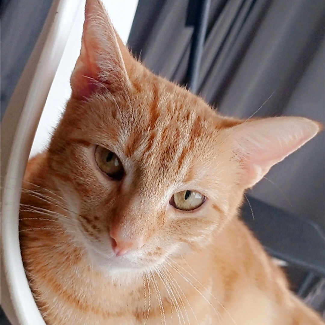 Simba participe au concours pour gagner de l'argent avec cette photo : animal, background, cat, chair, close_up, cozy, curious, domestic_cat, ears, feline, fur, ginger_cat, household, indoor, pet, portrait, relaxed, seated, soft_light, whiskers