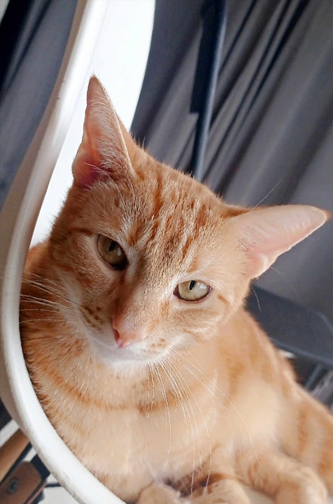 Simba