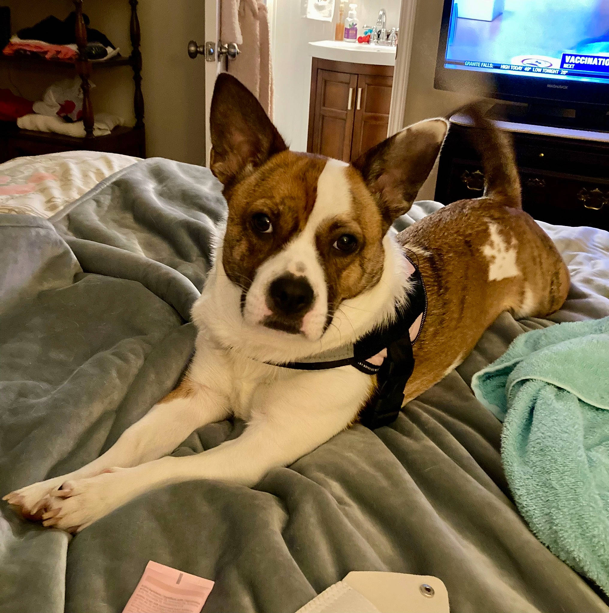 Sadie is registered to the contest to win money with this photo: analog_television, cable_television, carnivore, comfort, companion_dog, couch, dog, dog_breed, dog_supply, fawn, fur, furniture, home_appliance, led_backlit_lcd_display, linens, room, television, television_set, toy_dog, working_animal