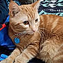 Diego Stanley joined the competition — help win amazing prizes! animal, bed, blanket, cat, close_up, collar_tag, cozy, cute, feline, fur, ginger_cat, indoor, laying_down, orange_fur, paws, pet, portrait, relaxed, tabby, whiskers
