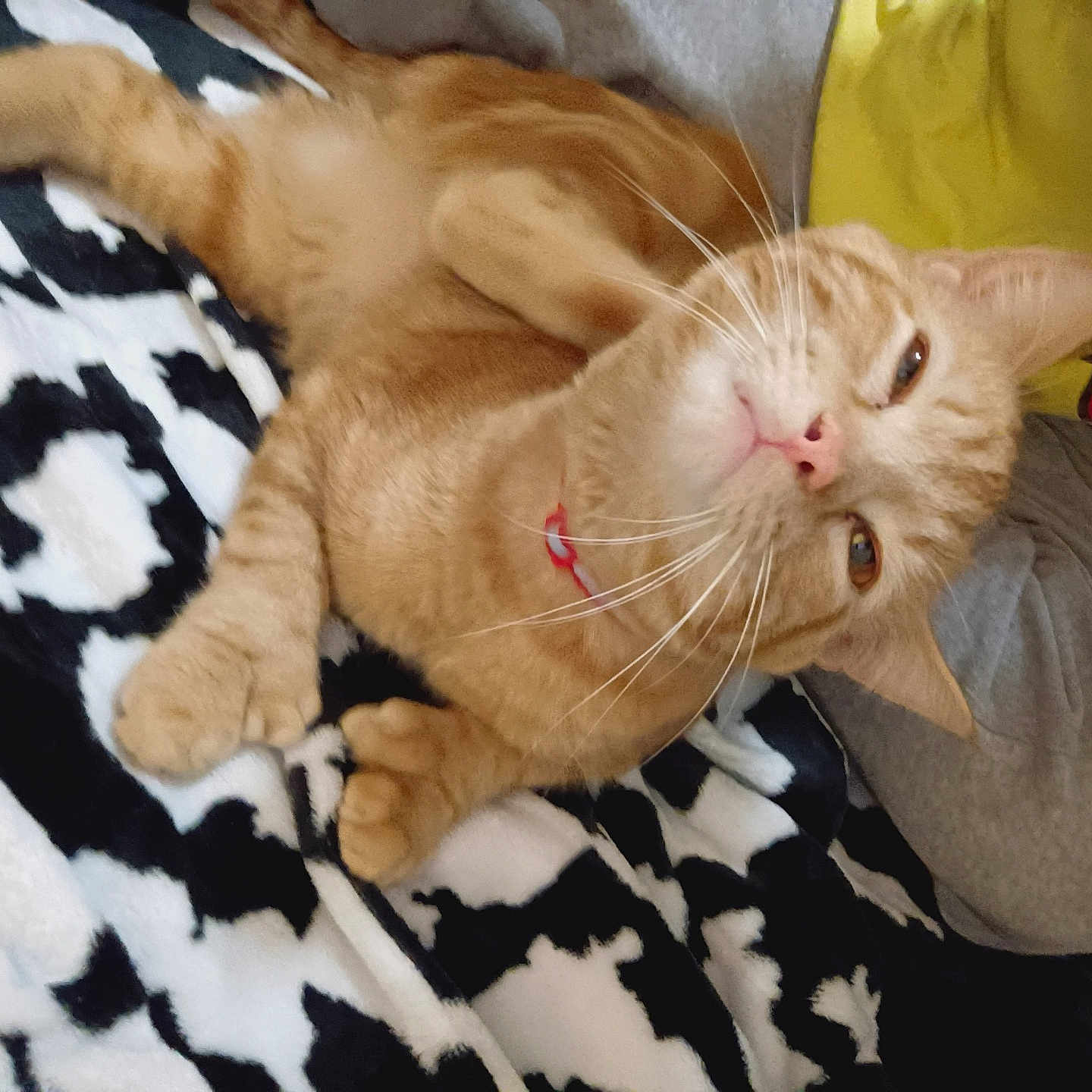 Diego Stanley joined the competition — help win amazing prizes! bed, bedding, black_and_white_pattern, blanket, cat, close_up, collar, cozy, cute, feline, fur, indoors, lying_down, orange_cat, paw, pet, relaxed, sleepy, tabby_cat, whiskers