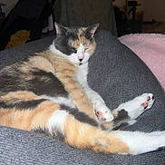 Holly participe au concours pour gagner de l'argent avec cette photo : animal, calico, cat, closeup, comfortable, couch, cozy, cute, domestic_animal, feline, fur, home, indoor, nap, paws, pet, relaxing, resting, sleeping, whiskers
