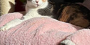 Holly participe au concours pour gagner de l'argent avec cette photo : animal, calico_cat, cat, closeup, comfortable, cozy, cute, feline, fur, green_eyes, home, indoor, pet, pink_blanket, portrait, relaxed, resting, scratching_post, soft_texture, sunlight