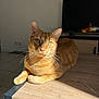 animal, cat, curious, cute, domestic, feline, floor, fur, ginger_cat, home, indoor, pet, relaxed, resting, sunbeam, sunlight, table, television, whiskers, wood