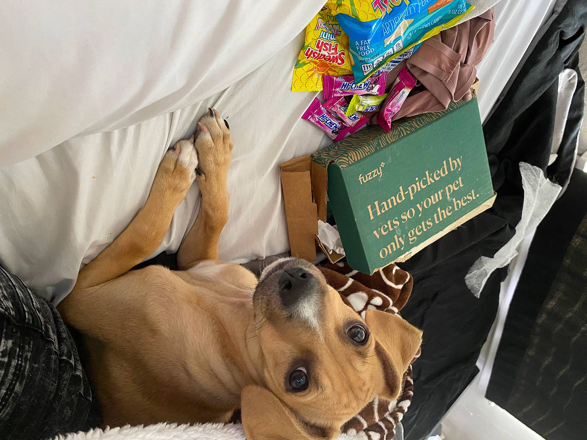 Banana joined the competition — help win amazing prizes! bag, canidae, carnivore, comfort, companion_dog, dog, dog_breed, eyewear, fashion_accessory, fawn, fur, human_leg, linens, room, sporting_group, textile, toy_dog, whiskers, working_animal, wrist