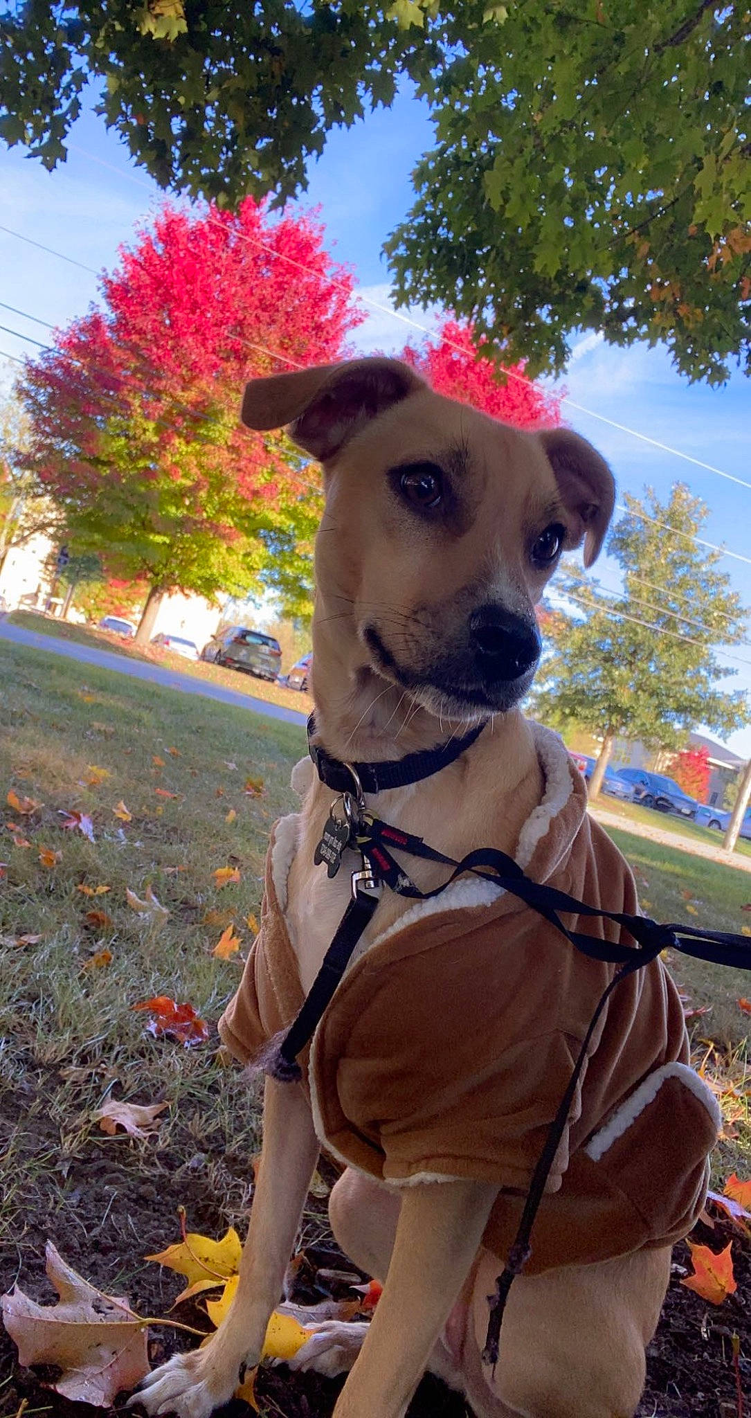 Banana joined the competition — help win amazing prizes! canidae, carnivore, collar, companion_dog, dog, dog_breed, dog_clothes, dog_collar, dog_supply, fawn, grass, leash, pet_supply, plant, sky, snout, sporting_group, tree, whiskers, working_animal