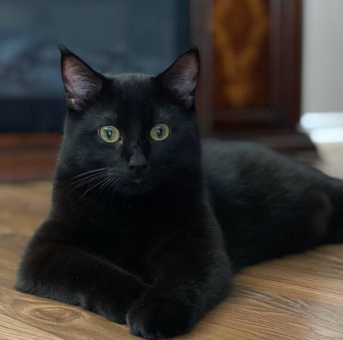 Andy joined the competition — help win amazing prizes! black_cat, bombay, carnivore, cat, comfort, domestic_short_haired_cat, eye, felidae, fur, grey, hardwood, small_to_medium_sized_cats, tail, terrestrial_animal, whiskers, window, wood