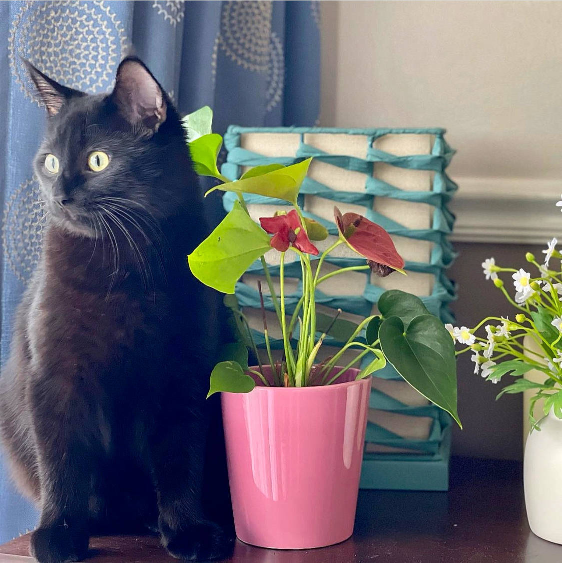 Andy joined the competition — help win amazing prizes! black_cat, blue, carnivore, cat, domestic_short_haired_cat, felidae, flooring, flower, flowerpot, green, houseplant, interior_design, petal, plant, purple, small_to_medium_sized_cats, tail, vase, whiskers, window