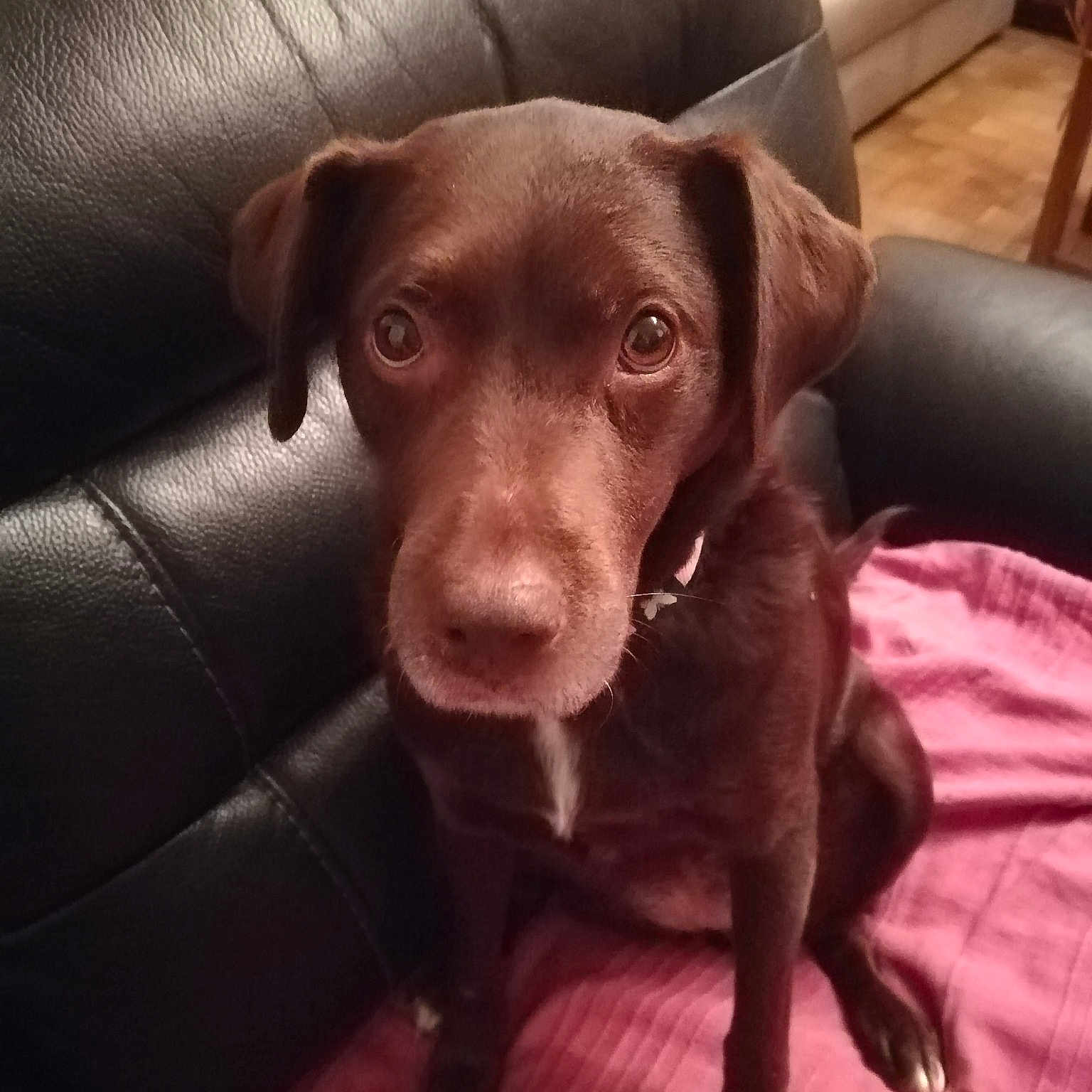 Féline