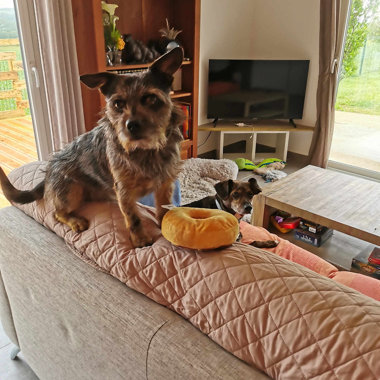 Skeepy participe au concours pour gagner de l'argent avec cette photo : animal, architecture, bread, building, canine, computerhardware, couch, dog, electronics, food, furniture, hardware, indoors, livingroom, monitor, pet, room, screen, shelf, wood