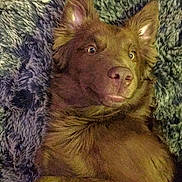 Duke joined the competition — help win amazing prizes! animal, ball, blanket, canine, couch, cushion, dog, face, furniture, head, homedecor, person, pet, photography, portrait, puppy, snout, sport, tennis, tennisball