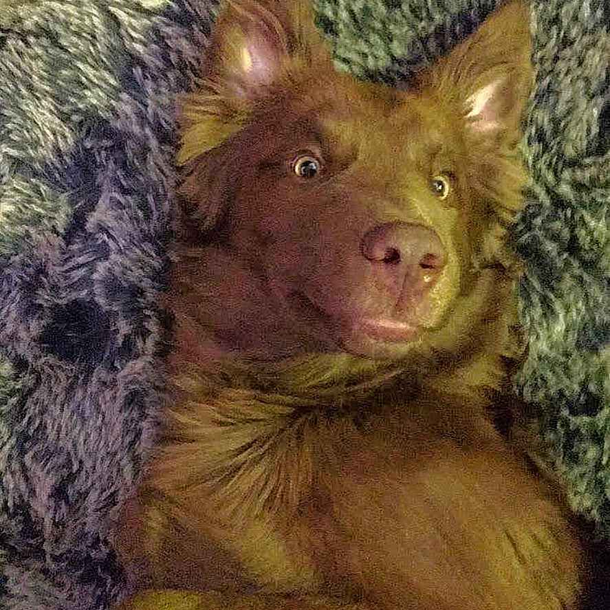 Duke