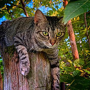 Daisy is registered to the contest to win money with this photo: cat, tabby_cat, animal, pet, outdoor, tree, wood, post, greenery, leaves, nature, bokeh, closeup, fur, whiskers, eyes, relaxed, resting, mammal, wildlife