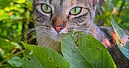 Daisy joined the competition — help win amazing prizes! cat, tabby, green_eyes, leaves, nature, forest, outdoor, animal, whiskers, closeup, wild, sunlight, plant, feline, curious, mammal, portrait, greenery, eye_contact, flora