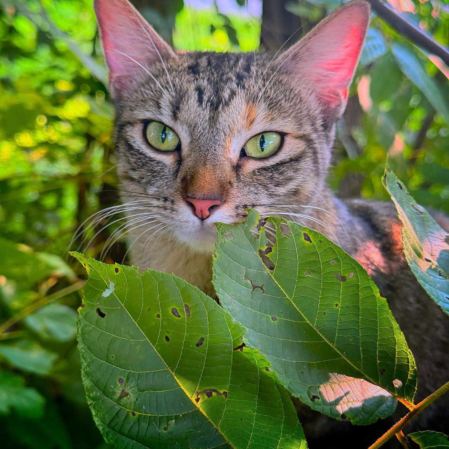 Daisy joined the competition — help win amazing prizes! cat, tabby, green_eyes, leaves, nature, forest, outdoor, animal, whiskers, closeup, wild, sunlight, plant, feline, curious, mammal, portrait, greenery, eye_contact, flora