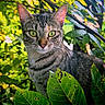 Daisy joined the competition — help win amazing prizes! cat, tabby_cat, green_eyes, animal, feline, outdoor, nature, foliage, leaves, greenery, sunlight, bokeh, wildlife, close_up, portrait, curious, plant, forest, mammal, whiskers