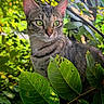 Daisy is registered to the contest to win money with this photo: cat, tabby_cat, green_leaves, outdoor, nature, foliage, animal, pet, whiskers, closeup, daylight, curious, wildlife, plant, branch, mammal, portrait, eye, fur, sunlight