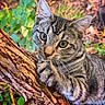 cat, tabby_cat, animal, tree_branch, nature, outdoor, fur, whiskers, close_up, greenery, wildlife, mammal, cute, pet, climbing, striped, eyes, paw, young, curious