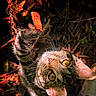 cat, tabby, yellow_eyes, paw, tree_bark, forest_floor, nature, fur, whiskers, curious, animal, close_up, outdoor, sunlight, shadows, leaf_litter, wildlife, mammal, playful, vertebrate
